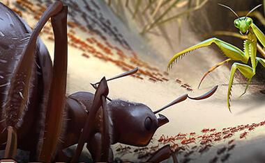 Empires of the Undergrowth