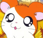 Hamtaro